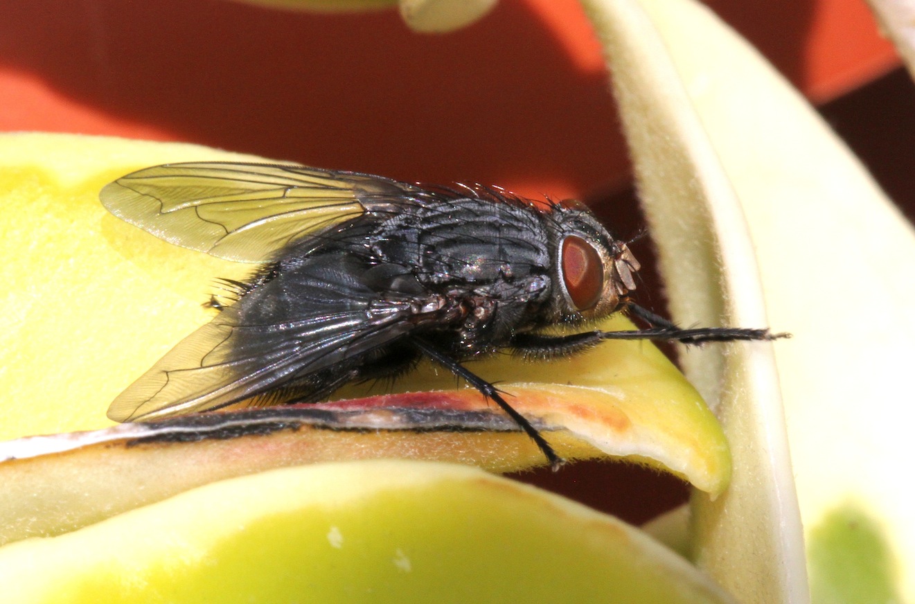 Calliphora vicina ♀ (Calliphoridae)